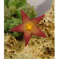 Piaranthus sp. 3 Piaranthus sp. 3