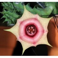 Huernia 'PINK DOUGHNUT'