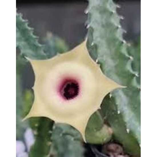 Huernia 'MONTHONG'