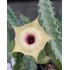 Huernia 'MONTHONG'