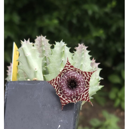 Huernia 'Pranburi pattern'