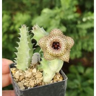 Huernia 'Pistacio joghurt'