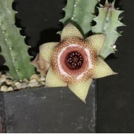 Huernia 'VENUS RETILES'