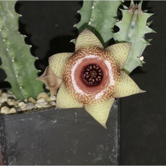 Huernia 'VENUS RETILES'