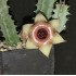 Huernia 'VENUS RETILES'