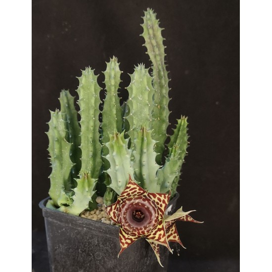 Huernia WN hybrid LCX2