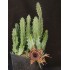 Huernia WN hybrid LCX2