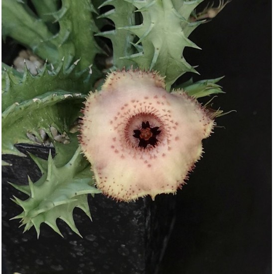 Huernia 'DELTACRON'