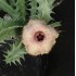 Huernia 'DELTACRON'