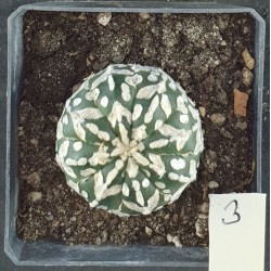 Astrophytum asterias V-type