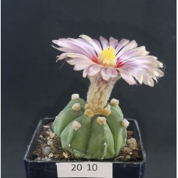 Astrophytum asterias 'NUDUM AKABANA'