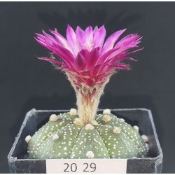 Astrophytum asterias 'AKABANA'