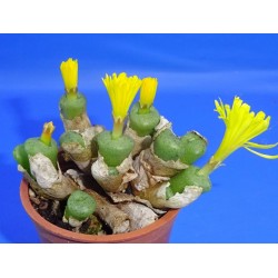 Conophytum auriflorum subsp. turbiniforme