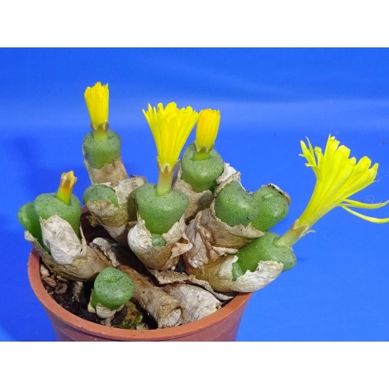 Conophytum auriflorum subsp. turbiniforme
