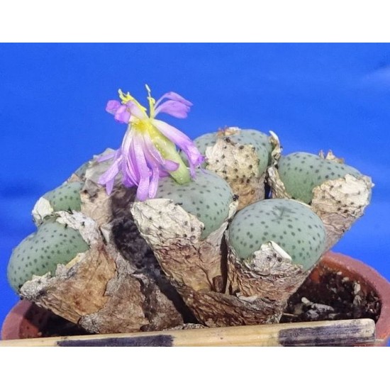 Conophytum jucundum ssp. fragile