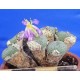 Conophytum jucundum ssp. fragile