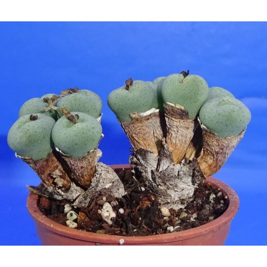Conophytum minimum