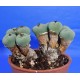 Conophytum minimum