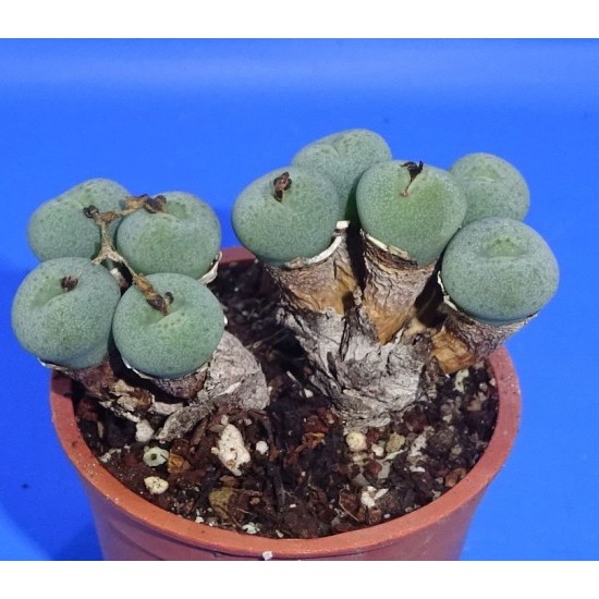 Conophytum minimum