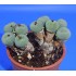 Conophytum minimum
