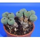 Conophytum minimum