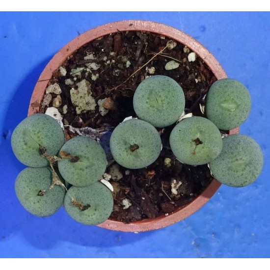 Conophytum minimum