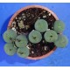 Conophytum minimum