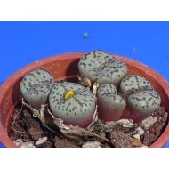 Conophytum obcordellum spectabile / head price!