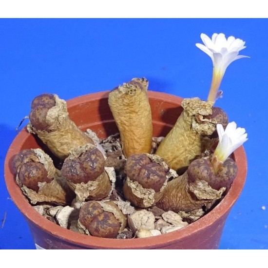 Conophytum pellucidum ssp. cupreatum