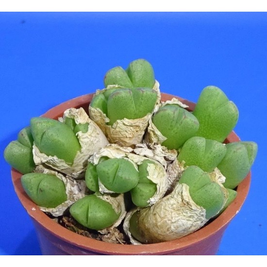 Conophytum tantillum ssp. eenkokerense