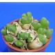 Conophytum tantillum ssp. eenkokerense