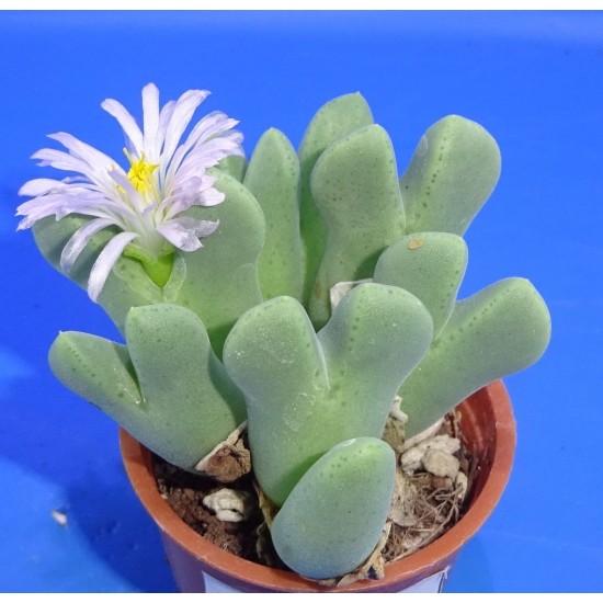 Conophytum taylorianum ssp. rosynense