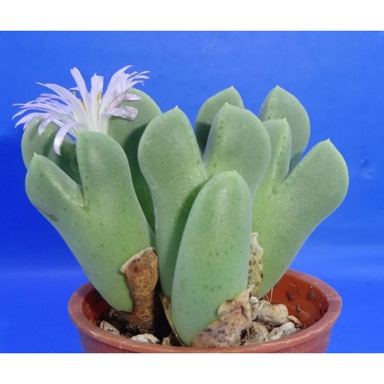 Conophytum taylorianum ssp. rosynense