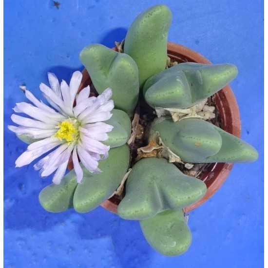 Conophytum taylorianum ssp. rosynense