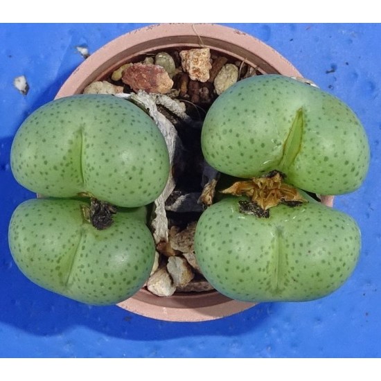 Conophytum truncatum 'subglobosum'