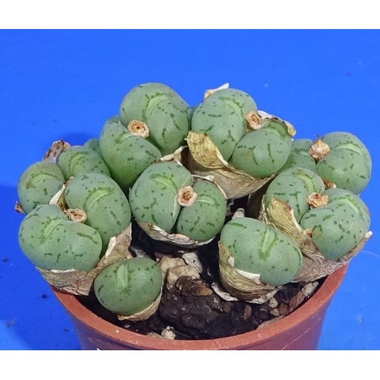 Conophytum uviforme