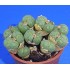 Conophytum uviforme