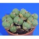 Conophytum uviforme