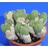 Conophytum uviforme