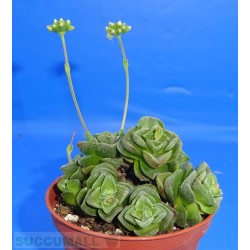 Crassula dorothy