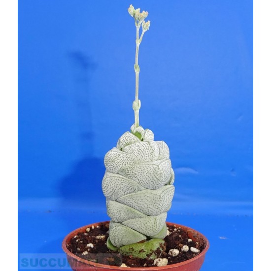 Crassula deceptor