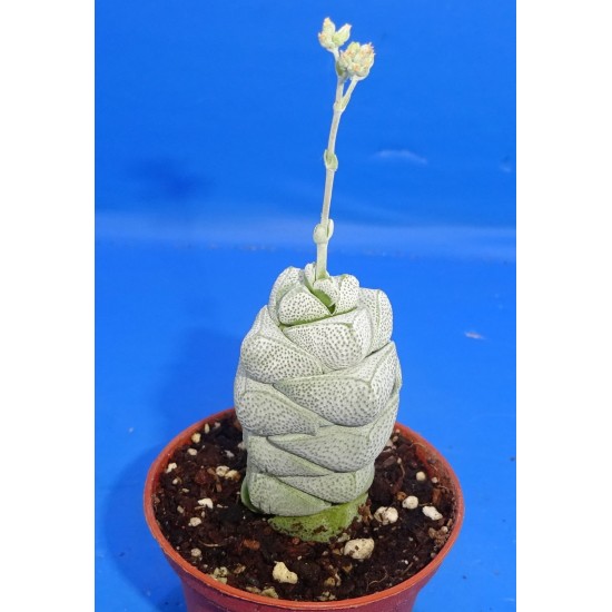 Crassula deceptor