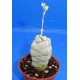 Crassula deceptor