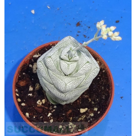 Crassula deceptor