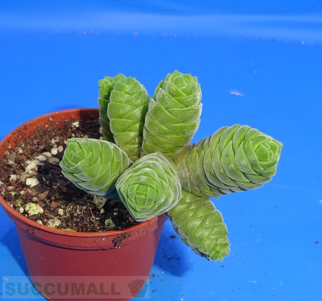 everlasting plant Pearly Everlasting Plant Sets main image 1