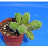 Crassula columella