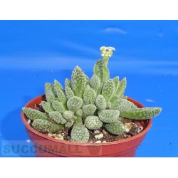 Crassula ausensis titanopsis