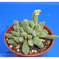 Crassula ausensis titanopsis