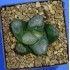 Haworthia maughanii 'BIG MIRROR'