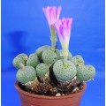 Conophytum,Lithops, other Mesembs
